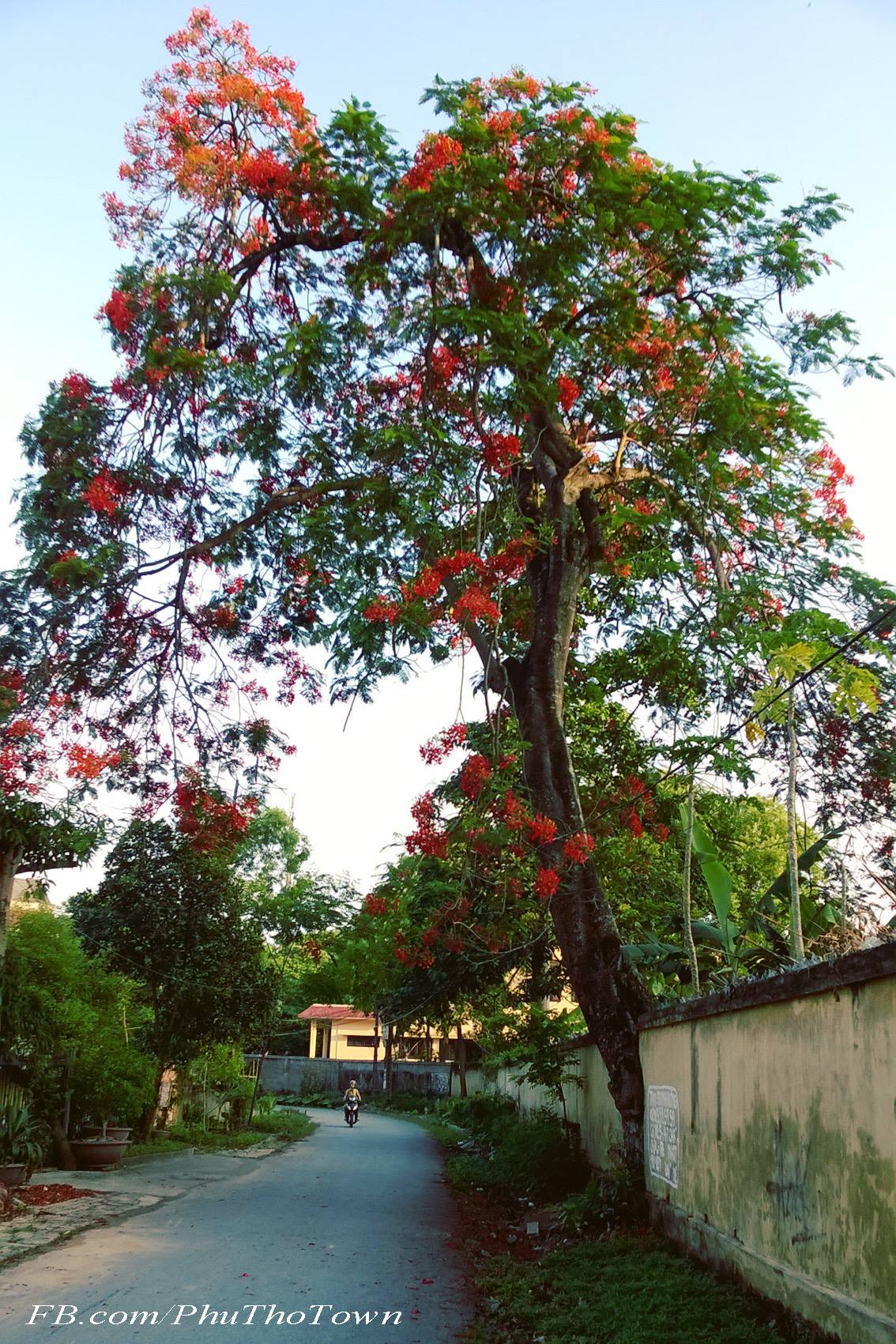 Vẻ đẹp của hoa phượng mùa hè 2016 tại thị xã Phú Thọ