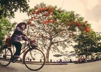 Sắc đỏ hoa phượng mùa hè