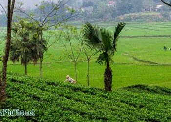 Phú Thọ miền trung du