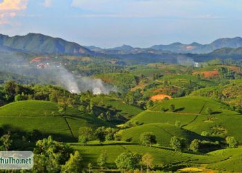 Cao nguyên xanh - Nét đẹp đồi chè Phú Thọ