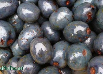 Cọ ỏm Phú Thọ