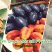 Ẩm thực đất tổ Phú Thọ