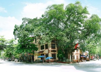 Cây Đa Lịch Sử - Thị xã Phú Thọ