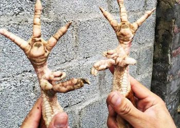 Độc kê - Gà 10 cựa duy nhất tại Việt Nam