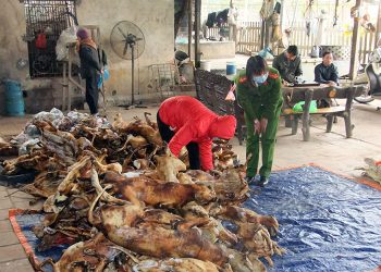 Thịt chó đông lạnh của đường dây trôm chó