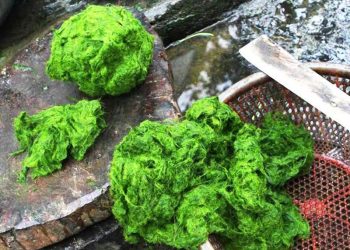 Chế biến món rêu đá