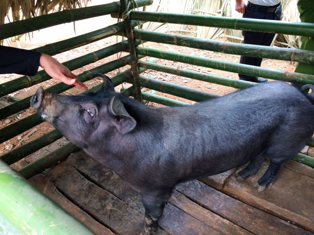Lễ hội bắt lợn ông Cầu tại xã Hà Thạch, thị xã Phú Thọ