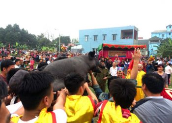 Lễ hội bắt lợn ông Cầu tại xã Hà Thạch, thị xã Phú Thọ