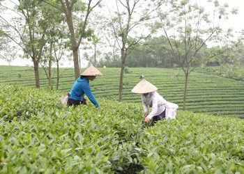 Làng nghề chè Phú Thịnh, Phú Hộ, thị xã Phú Thọ