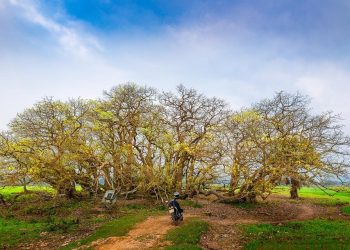 Quần thể lộc vừng trăm năm tuổi