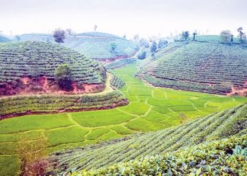 Đồi chè quê hương đất tổ