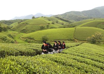 Đồi chè Long Cốc, Tân Sơn, Phú Thọ