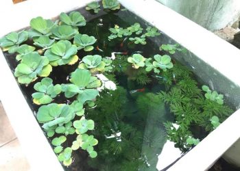 Ký ức tuổi thơ ùa về với những chú cá 7 màu của chàng trai Phú Thọ