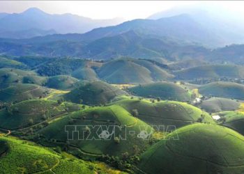 Những ‘ốc đảo’ chè đẹp như tiên cảnh ở Long Cốc, Phú Thọ