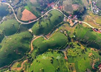 Ốc đảo chè Long Cốc, Tân Sơn, Phú Thọ