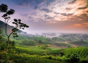 Đồi chè ở Phú Thọ được Tạp chí ảnh quốc tế giới thiệu