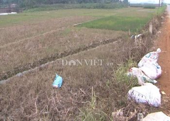 Xác lợn bốc mùi hôi thối vứt bên đường ngay ổ dịch Lở mồm long móng ở Phú Thọ