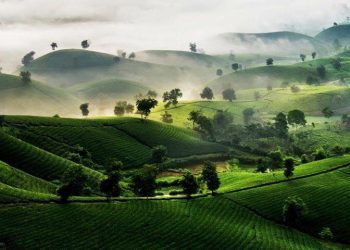 Tuyệt tác đồi chè trung du Phú Thọ