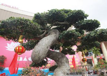 Siêu phẩm duối cổ “Thiên Long vũ hội” của đại gia Phú Thọ, trả 14 tỷ không bán