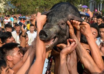 Lễ hội bắt Ông Cầu - Bắt lợn cầu may mùng 5 Tết tại thị xã Phú Thọ