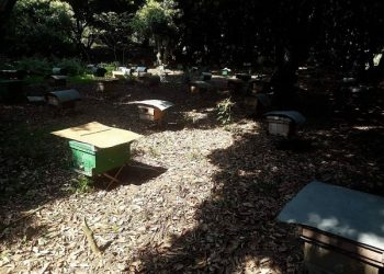 Phú Thọ: Xã ra yêu cầu lạ lùng đòi di dời đàn ong vì… hại hoa màu