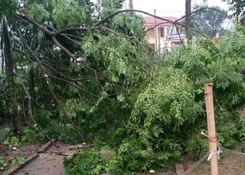 Dông lốc phá nát gần trăm ha hoa màu, tốc mái 495 ngôi nhà ở Phú Thọ