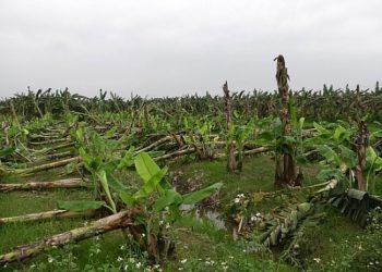 Phú Thọ: Mất trắng hàng chục tỷ đồng chỉ sau khoảng 15 phút giông lốc đi qua