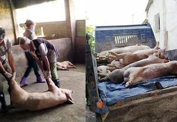 Dịch tả lợn châu Phi lần đầu ‘tấn công’ đàn lợn ở Việt Trì