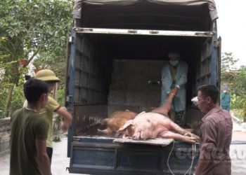 Tiêu hủy hơn 2.000 con lợn mắc dịch tả châu Phi ở Phú Thọ