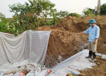 Huyện Hạ Hòa “giấu” thông tin về dịch tả lợn châu Phi?