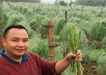 Trai làng Phú Thọ trồng rau hoàng đế, cứ sáng ra là có 1 triệu đồng