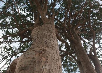 Chiêm ngưỡng 2 cây mộc hương ‘khủng’ ở Phú Thọ, khách trả 3 tỷ chủ vẫn chưa ‘gật đầu’