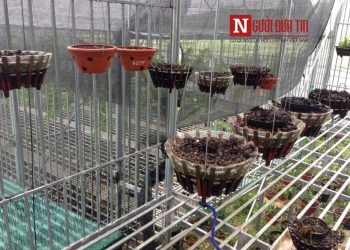 Vườn lan tiền tỷ bị trộm sạch trong đêm ở Phú Thọ, xót lòng tâm sự chủ vườn