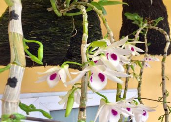 Nơi có những giò phi điệp đột biến 5 cánh trắng tiền tỷ ở Phú Thọ