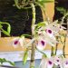 Nơi có những giò phi điệp đột biến 5 cánh trắng tiền tỷ ở Phú Thọ