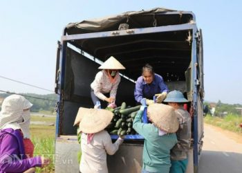 Hạ Hoà: Dân thắng lớn vì trồng bí xanh lại thu được “vàng”