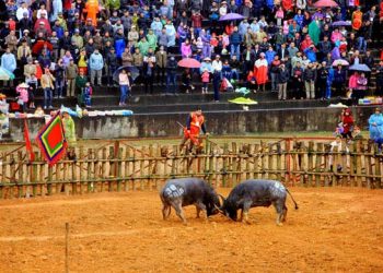 Đề nghị tạm ngừng tổ chức lễ hội chọi trâu Phù Ninh 2020