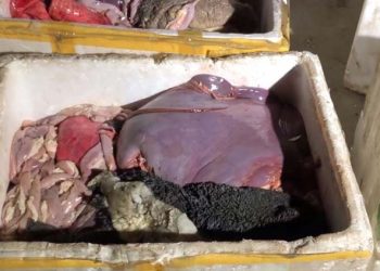 Phú Thọ: Thu giữ hàng trăm kg nội tạng hôi thối bán cho nhà hàng, quán ăn