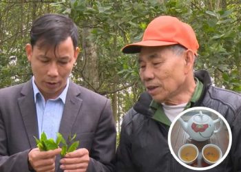 Phú Thọ: Tìm giống chè tím được ví là “cha đẻ” của chè Việt Nam