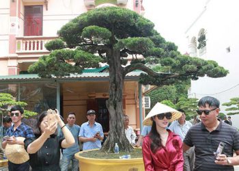 Cây duyên tùng hơn 300 tuổi ở Phú Thọ