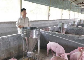 Cất tấm bằng đại học, chàng trai rời thành phố về Phú Thọ mở trang trại “tiền tỷ“