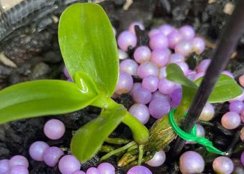 Chậu lan “Huyền thoại bướm đại ngàn”, mua 1 tỷ bán giá 15 tỷ đồng