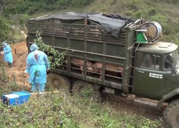 Vận chuyển lợn bị dịch tả châu Phi từ Phú Thọ về Bắc Giang tiêu thụ