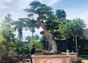 Ông thợ mộc ở Phú Thọ mua cây Duối cổ 400 tuổi giá 2 triệu, giờ khách trả 3 tỷ không bán