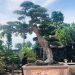 Ông thợ mộc ở Phú Thọ mua cây Duối cổ 400 tuổi giá 2 triệu, giờ khách trả 3 tỷ không bán