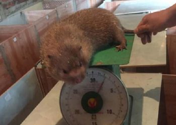 9x Phú Thọ lãi cả trăm triệu mỗi năm nhờ nuôi giống chuột khổng lồ