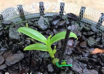 Mầm lan 11,7 tỷ đồng: Chuyên gia “hé lộ” bản chất thật sự của cuộc đấu giá