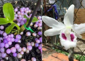 Lời thú nhận gây sốc của một nhà vườn về lan phi điệp đột biến