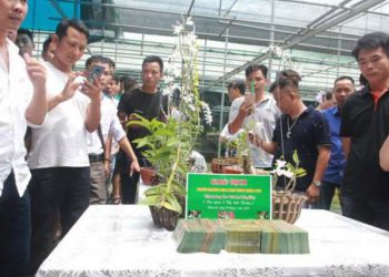 Đại gia Phú Thọ: “Trái đắng” 500 tỷ đồng Lan Phi điệp đột biến