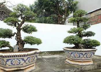 Choáng váng cặp khế “vợ chồng” hơn 10 tỷ của đại gia Phú Thọ, để vườn ngắm chứ không bán